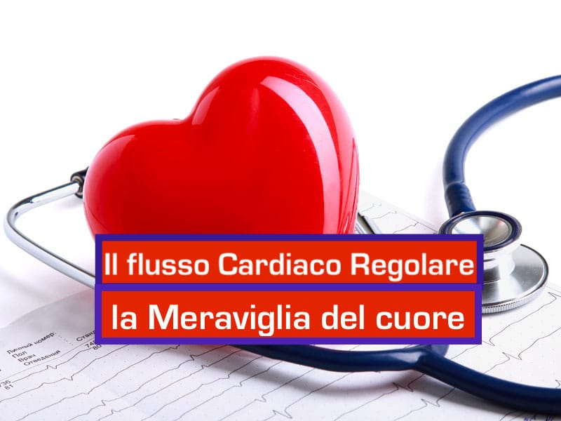 Il flusso cardiaco regolare la meraviglia del cuore