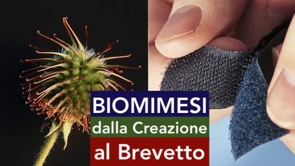 BIOMIMESI: dalla Creazione al Brevetto