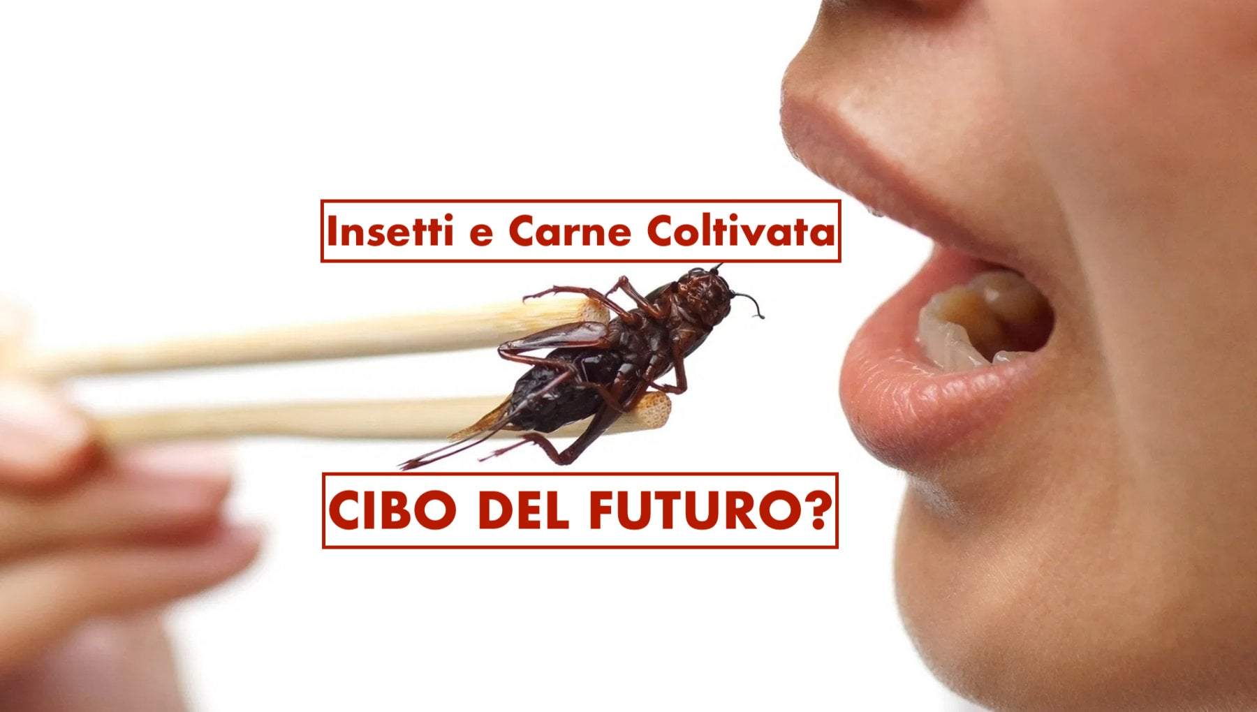 INSETTI E CARNE COLTIVATA - CIBO DEL FUTURO?